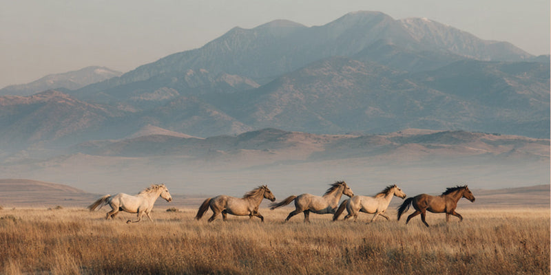 A conversation with Clare Staples, founder of Skydog Ranch & Sanctuary